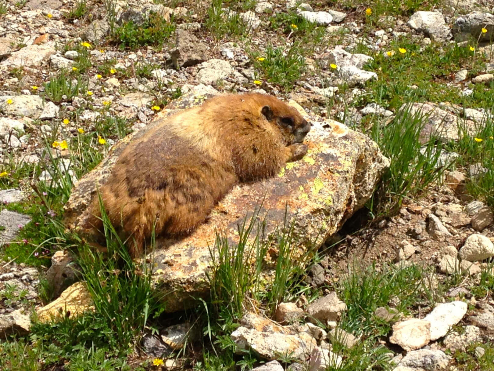 An animal sitting on a rock in a filed