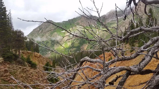 branches on mountian trail.